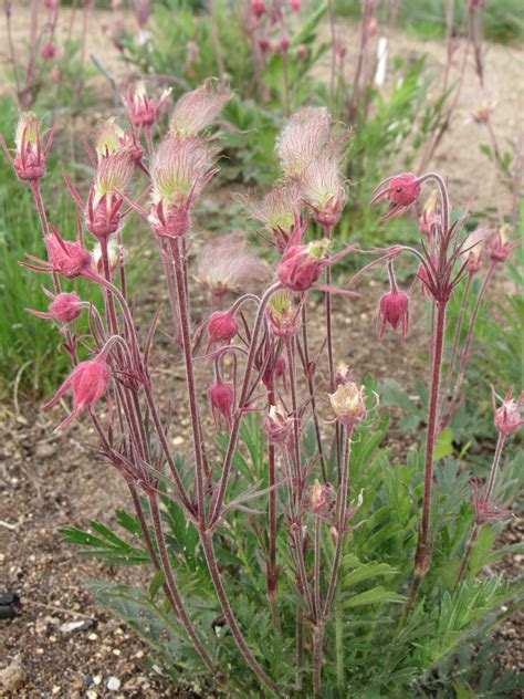 Three Flowered Avens
