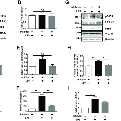 Lrrk2 Kinase Inhibitor Ameliorated Lps Induced Mitochondrial Fission In