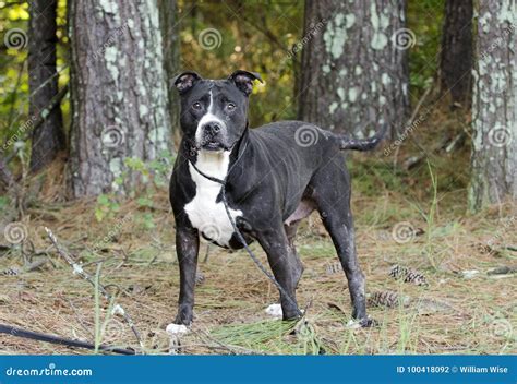 79 Black American Staffordshire Terrier Pitbull Mix L2sanpiero