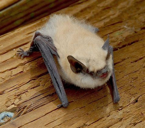 The Cutest Bats In The World Animal Corner