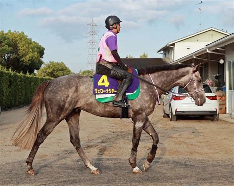 【菊花賞】馬場状態から浮上するのはこの馬だ競馬・レースデイリースポーツ Online