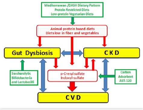 Relationship Between Chronic Kidney Disease CKD Cardiovascular