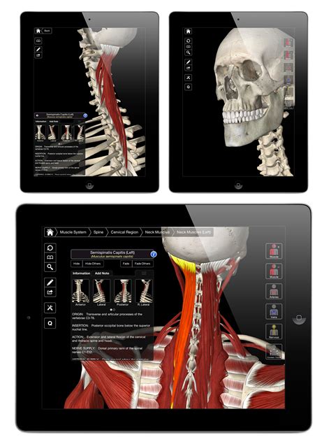 3D4Medical prepare to launch unique 3D essential anatomy app [exclusive