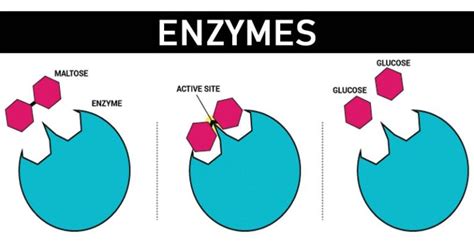 Enzymes Properties Classification And Significance