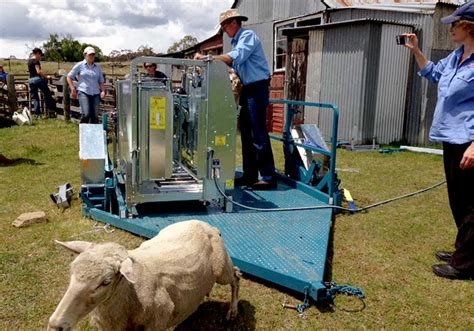 Drop Down Sheep Handler Trailer Peak Hill Industries