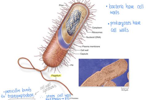 Lecture 10 Prokaryotes Flashcards Quizlet