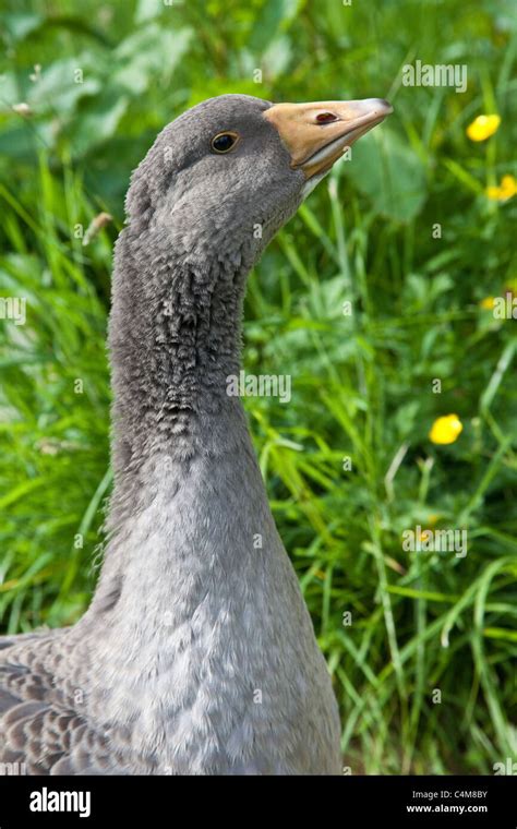 Gosling Bird Hi Res Stock Photography And Images Alamy