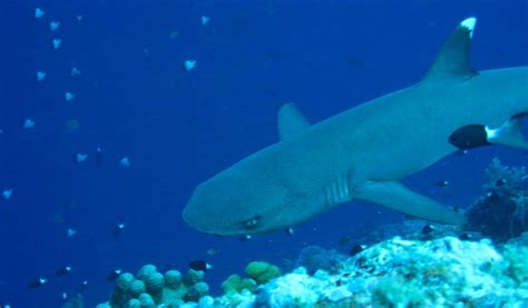 Silky Shark - Facts, Diet & Habitat Information