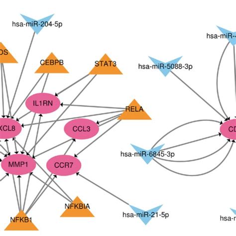 Figure The Tf Mirna Mrna Regulatory Network Red Nodes Represent Hub