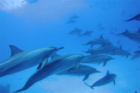 Tripadvisor Snorkelen Op Zee Zwem Met Dolfijnen In Dolphin House