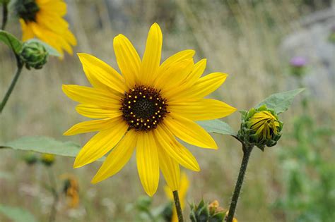Helianthus L. | Plants of the World Online | Kew Science