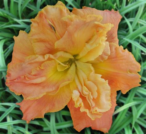 Махровые лилейники - Махровые лилейники - Заказать садовые цветы с ...