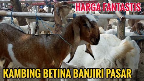 1 Juta Nego Harga Kambing Hari Betina Harga Kambing Hari Ini