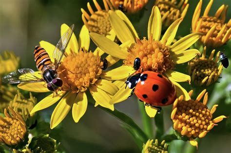 Flor Mariquita Flotar Volar Foto Gratis En Pixabay Pixabay