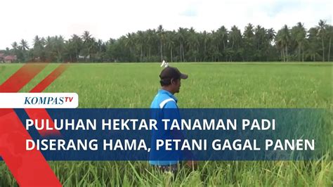 Puluhan Hektar Tanaman Padi Diserang Hama Petani Gagal Panen Youtube