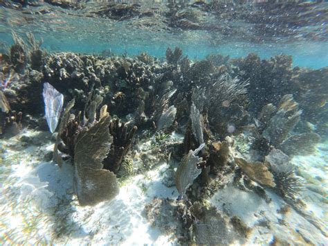 Les Plus Grandes Barrières De Corail Du Monde Escale De Nuit