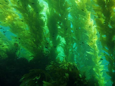Особенности водорослей