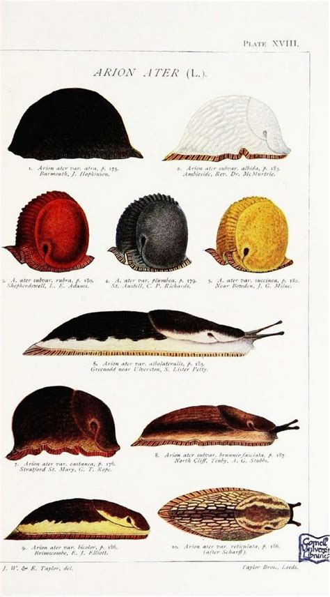 Slug Identification Chart Uk