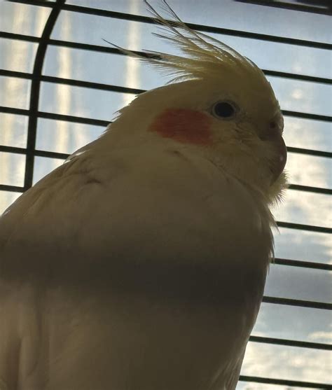 Can birds get scabies from humans? And if so how is it treated? : r