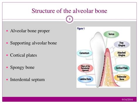 Alveolar Bone