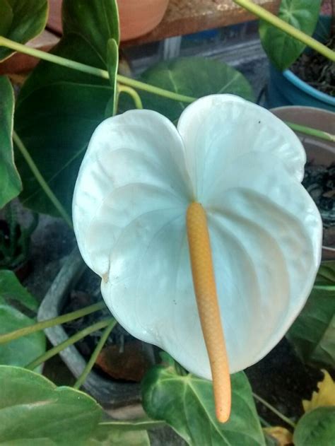 Pin De Elizabeth Wieczkowski En Anthurium Flores