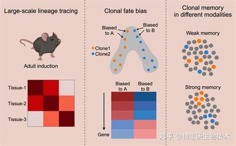 专家点评cell 李莉王寿文等开发新一代谱系追踪小鼠和多组学谱系追踪技术 知乎