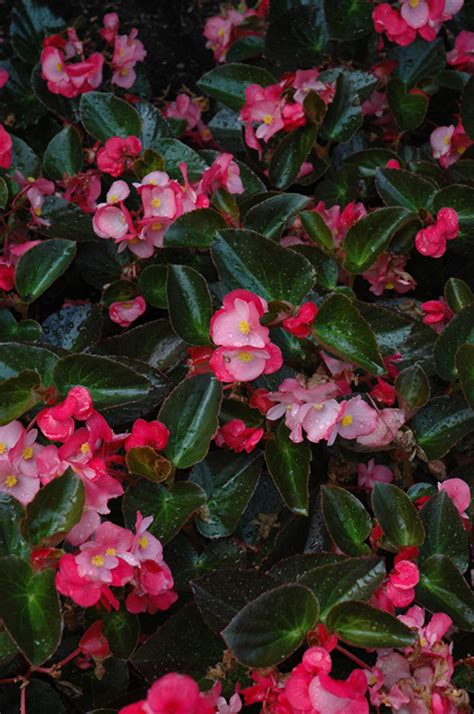 Big Rose Bronze Leaf Begonia Begonia Big Rose Bronze Leaf In Oklahoma City Edmond Norman