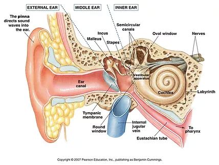 Peripheral Vestibular Disorders: Professional Hearing Center: Audiologists