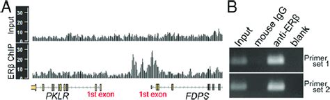 Erβ Binding Profiles For Human Fdps And Chip Assay For Mouse Fdps Gene