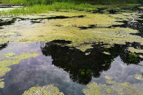 The Rising Threat Of Toxic Algae In Colorados Lakes Due To Climate