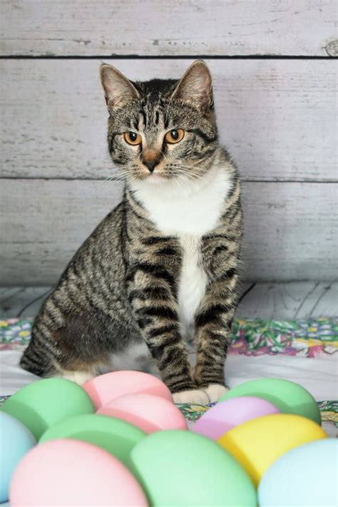 Easter Portrait of a Tabby Manx Cat Stock Photo - Image of eggs, green ...