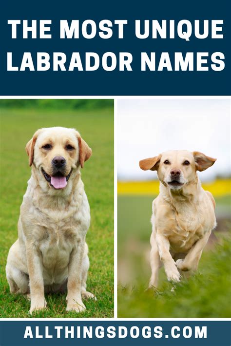 Because Labradors are one of the most popular dog breeds to own ...