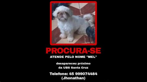 Cachorra Mel Desapareceu No Bairro Santa Cruz CGN O Maior Portal De