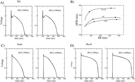 Ap Morphologies Calculated From The Simplified Model And Compared To