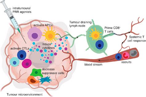 Figure From Modulating The Tumour Microenvironment By Intratumoural