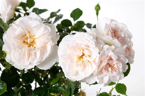 Rose Weiße Wolke - Rosa Weiße Wolke günstig kaufen