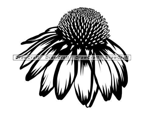 Coneflower Flower Svg Coneflower Svg Flower Svg Flower Cut Etsy