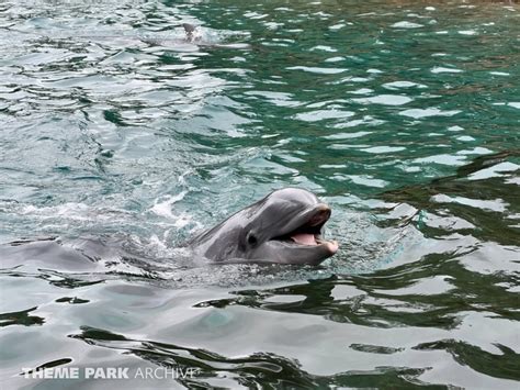 Dolphin Cove at SeaWorld Orlando | Theme Park Archive