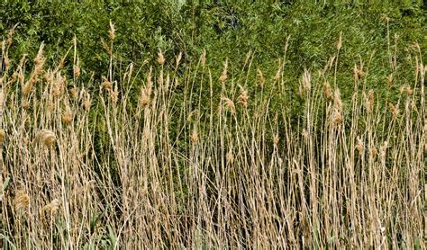 tall grass background  stock photo public domain pictures