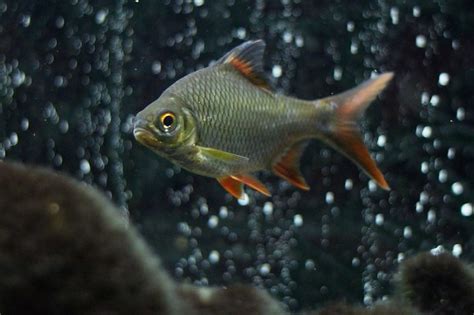 Tinfoil Barb Care Guide Your Aquarium Place