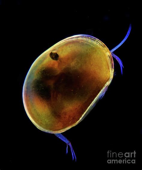 Ostracod Photograph by Marek Mis/science Photo Library - Fine Art America