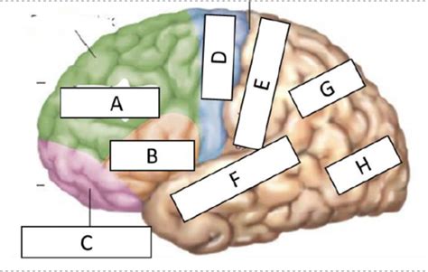 Arbeitsblatt Zum Crashkurs Nervensysteme Neuroanatomie