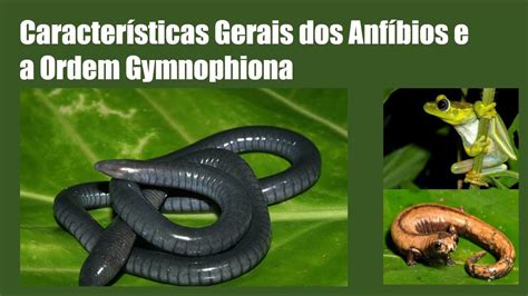 Características Gerais Dos Anfíbios - 10