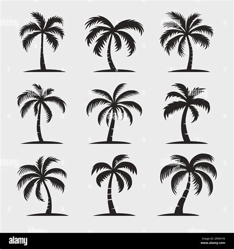 Vector Palm Trees, Palm Tree Icon Set Isolated. Palm Silhouettes ...