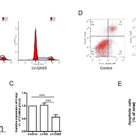 Effect Of Growth Arrest Specific 5 Gas5 On Cell Proliferation And