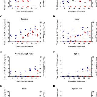 Viral Loads And Virus Titers In Respiratory Immune And Nervous System