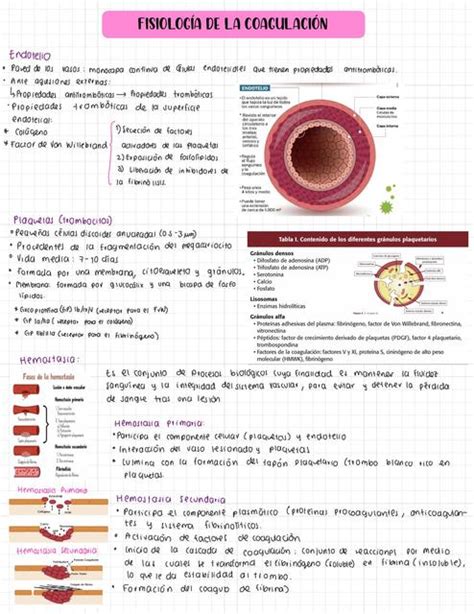 Fisiología De La Coagulación Edith Jimena Gutiérrez Guadarrama uDocz