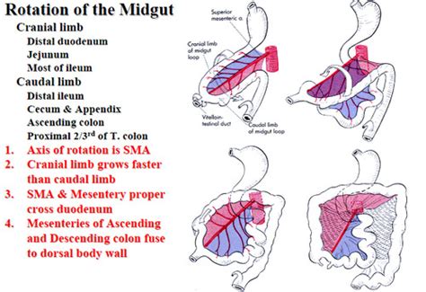 Midgut And Hindgut Flashcards Quizlet