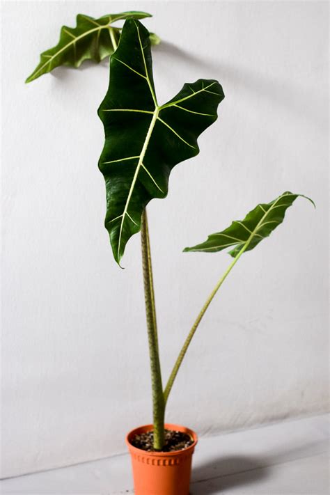 Alocasia Sarian From The Naked Collection PINE SG