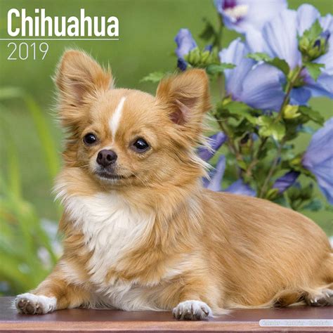 Italian Greyhound Calendar Dog Breed Calendars 2017 2018 Wall Calendars 16 Month By Avonside